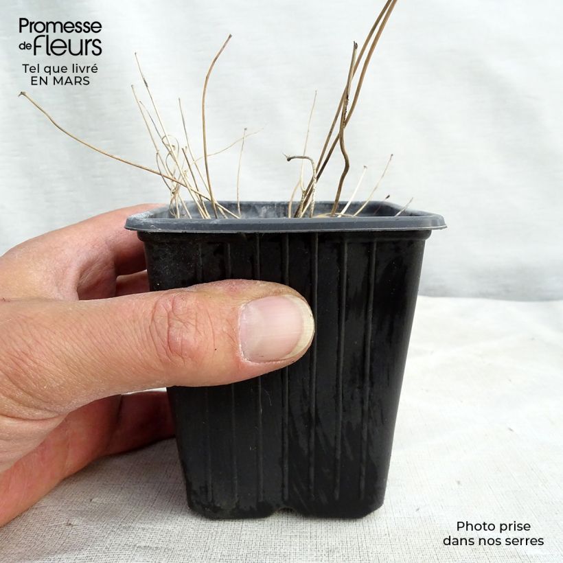 Example of Epimedium asiatic hybrids, Fleur des elfes Godet de 8/9 cm as you get in printemps