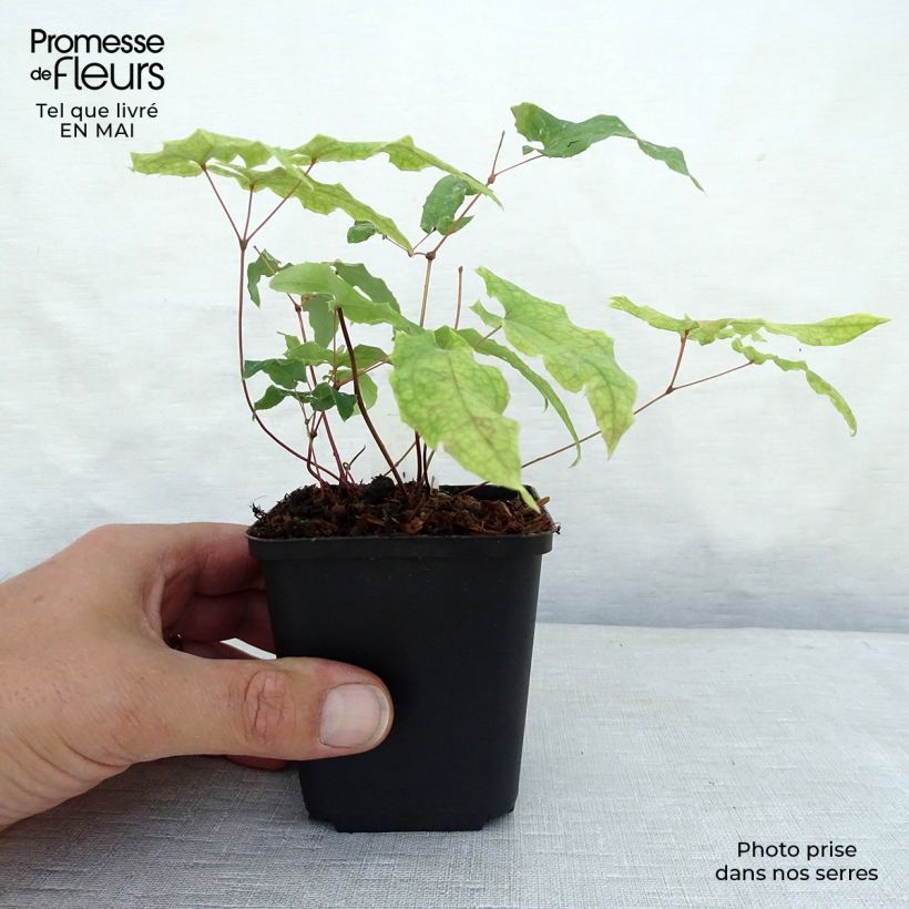 Example of Epimedium dolichostemon, Fleur des elfes Godet de 8/9 cm as you get in printemps