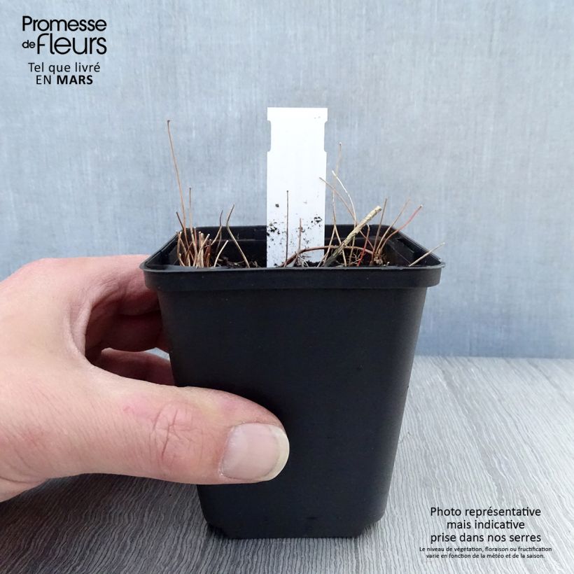 Example of Epimedium elongatum - Fleur des Elfes Godet de 8/9 cm as you get in printemps