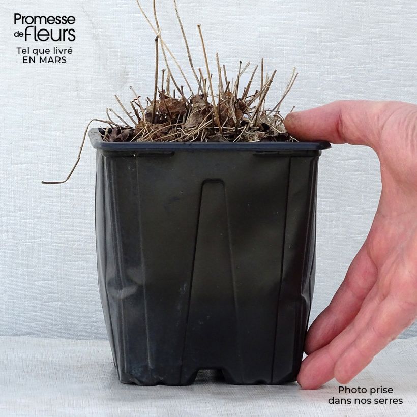 Example of Epimedium grandiflorum Lilafee - Fleur des Elfes lilas Pot de 2L/3L as you get in printemps