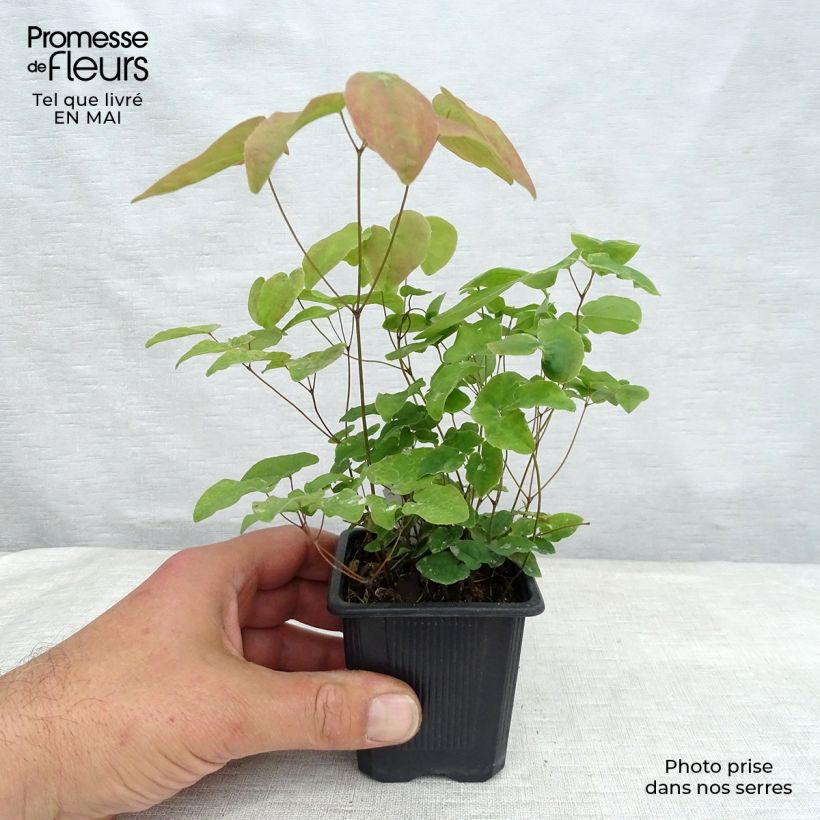 Example of Epimedium grandiflorum Lilafee - Fleur des Elfes lilas Godet de 8/9 cm as you get in printemps