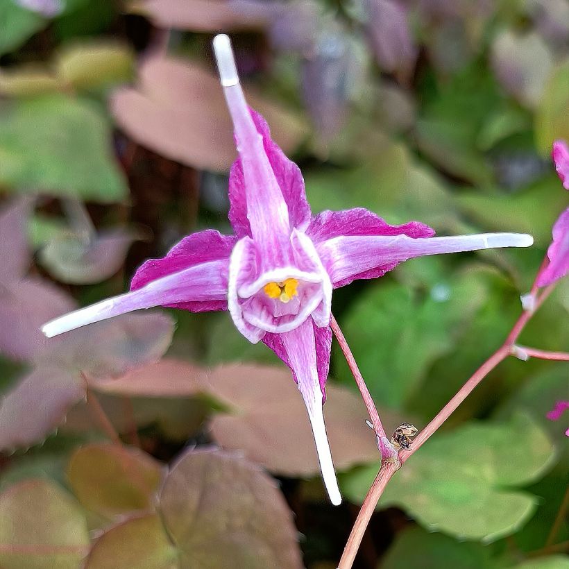 Epimedium grandiflorum Purple Pixie - Fleur des Elfes (Flowering)
