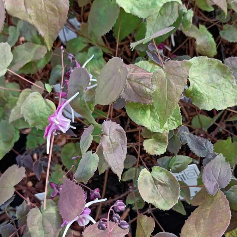 Epimedium grandiflorum Purple Pixie - Fleur des Elfes (Foliage)
