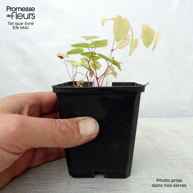 Spécimen de Epimedium grandiflorum Red Beauty - Fleur des Elfes Godet de 8/9 cm tel que livré au printemps