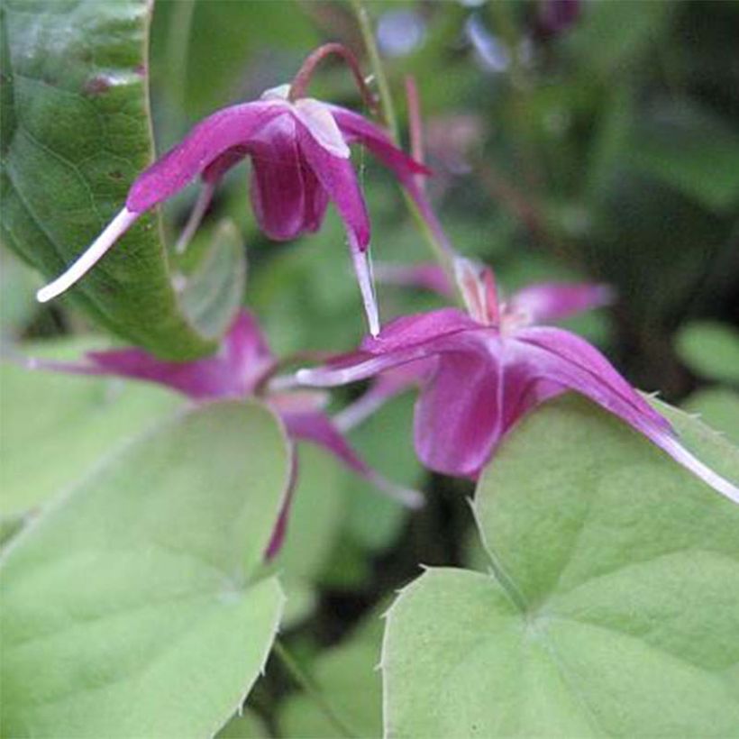 Epimedium grandiflorum Shiho - Fleur des Elfes (Flowering)