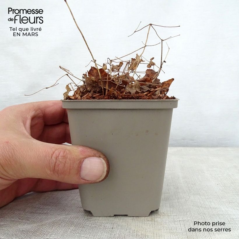 Example of Epimedium grandiflorum Shiho - Fleur des Elfes Godet de 8/9 cm as you get in printemps