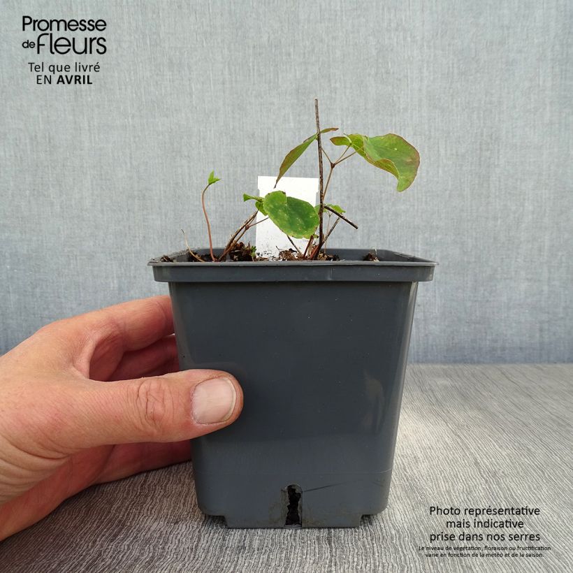 Example of Epimedium hybride Pretty in Pink - Fleur des Elfes Pot de 1L/1,5L as you get in printemps