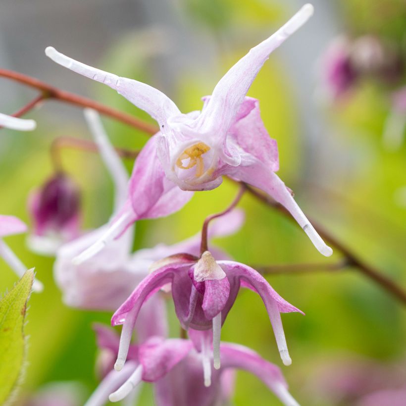 Epimedium hybride Pretty in Pink - Fleur des Elfes (Flowering)