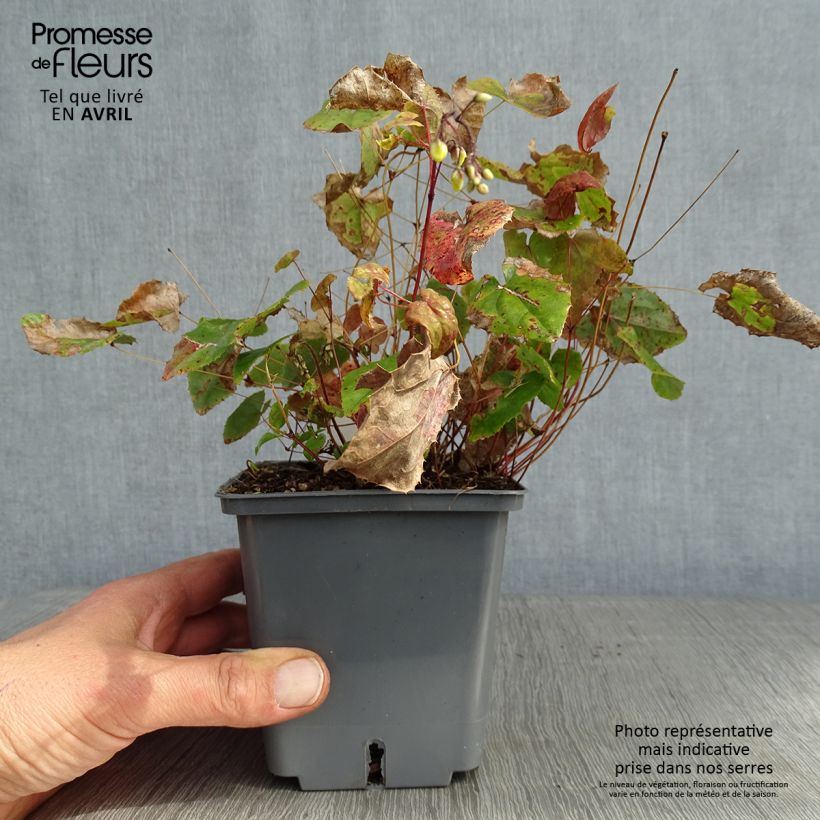 Example of Epimedium hybride Sunny and Share - Fleur des Elfes Pot de 1L/1,5L as you get in printemps