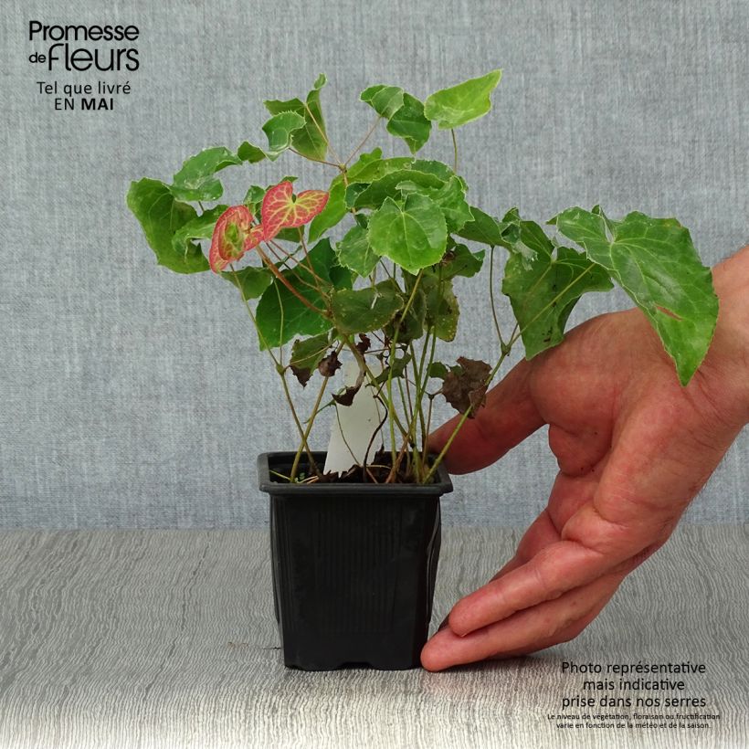 Example of Epimedium perralchicum Frohnleiten - Fleur des Elfes jaune vif Godet de 8/9 cm as you get in printemps