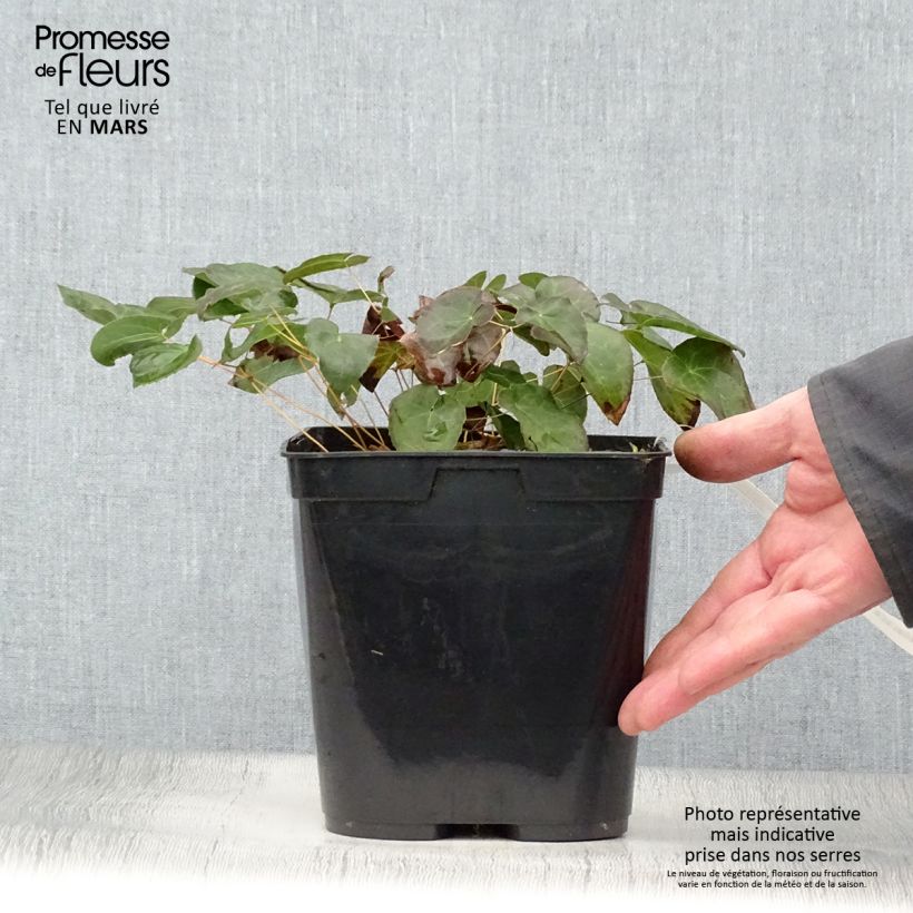Example of Epimedium perralchicum Frohnleiten - Fleur des Elfes jaune vif Pot de 2L/3L as you get in printemps