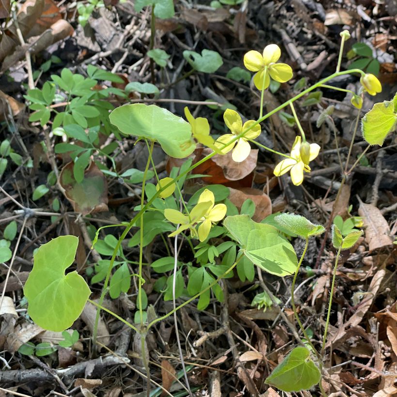 Epimedium perralderianum - Fleur des Elfes (Plant habit)
