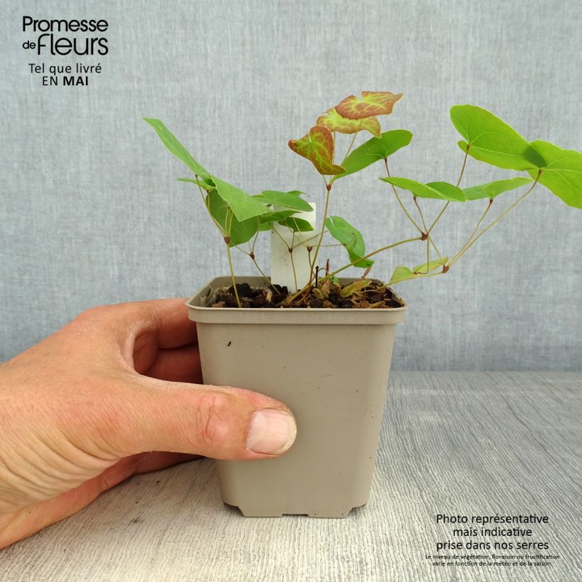 Spécimen de Epimedium pinnatum Black Sea Godet de 8/9 cm tel que livré au printemps