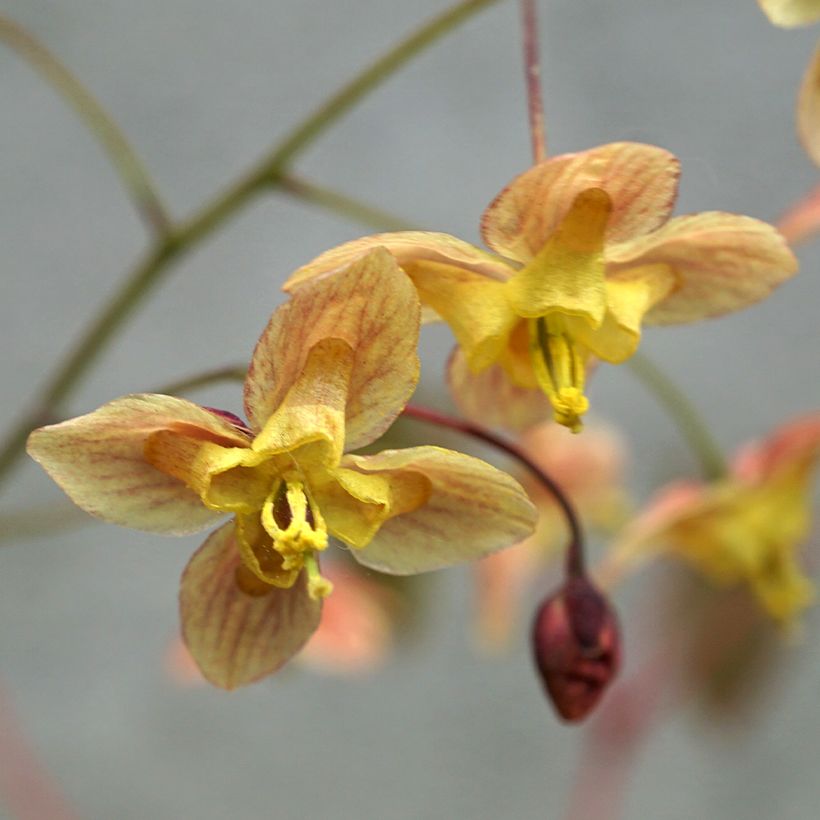 Epimedium pinnatum Black Sea (Floraison)