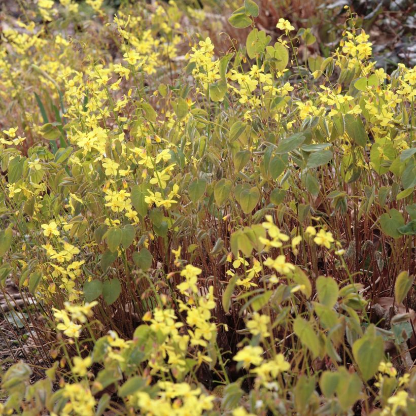 Fleur des Elfes - Epimedium pinnatum ssp colchicum (Floraison)