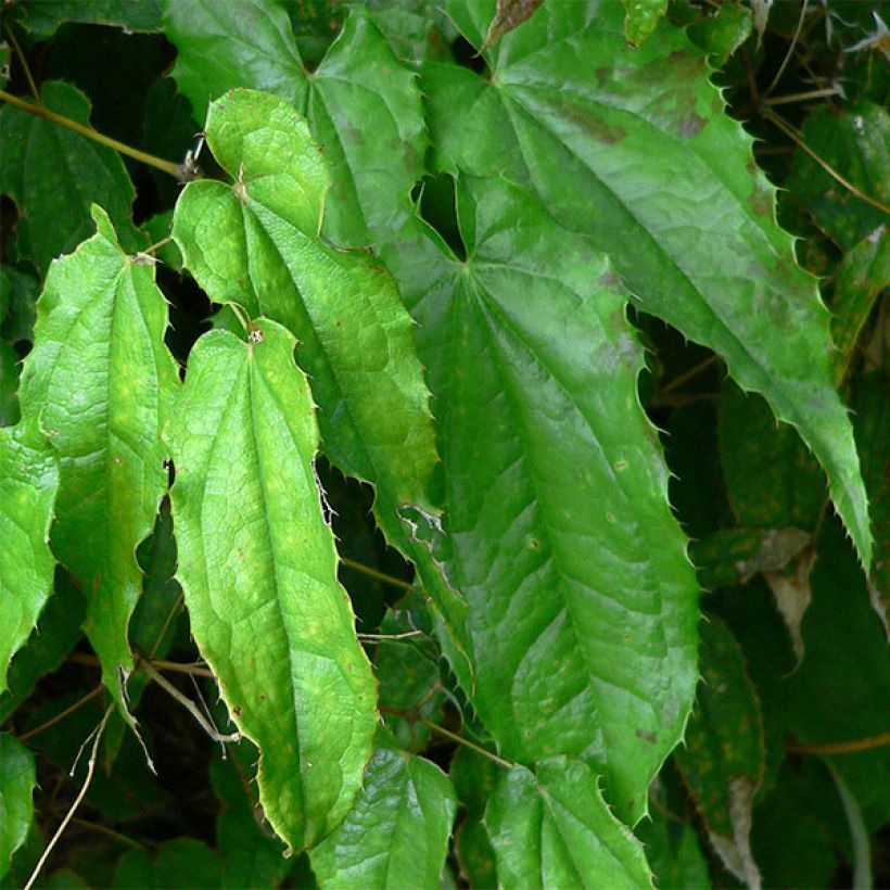 Epimedium pubescens, Fleur des elfes (Feuillage)