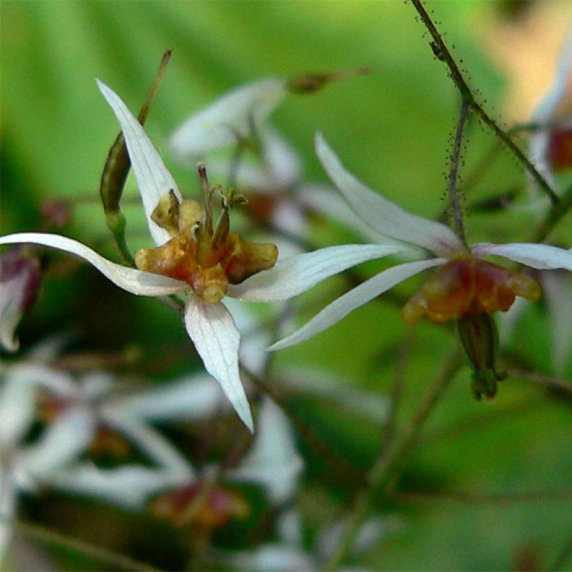 Epimedium pubescens, Fleur des elfes (Floraison)