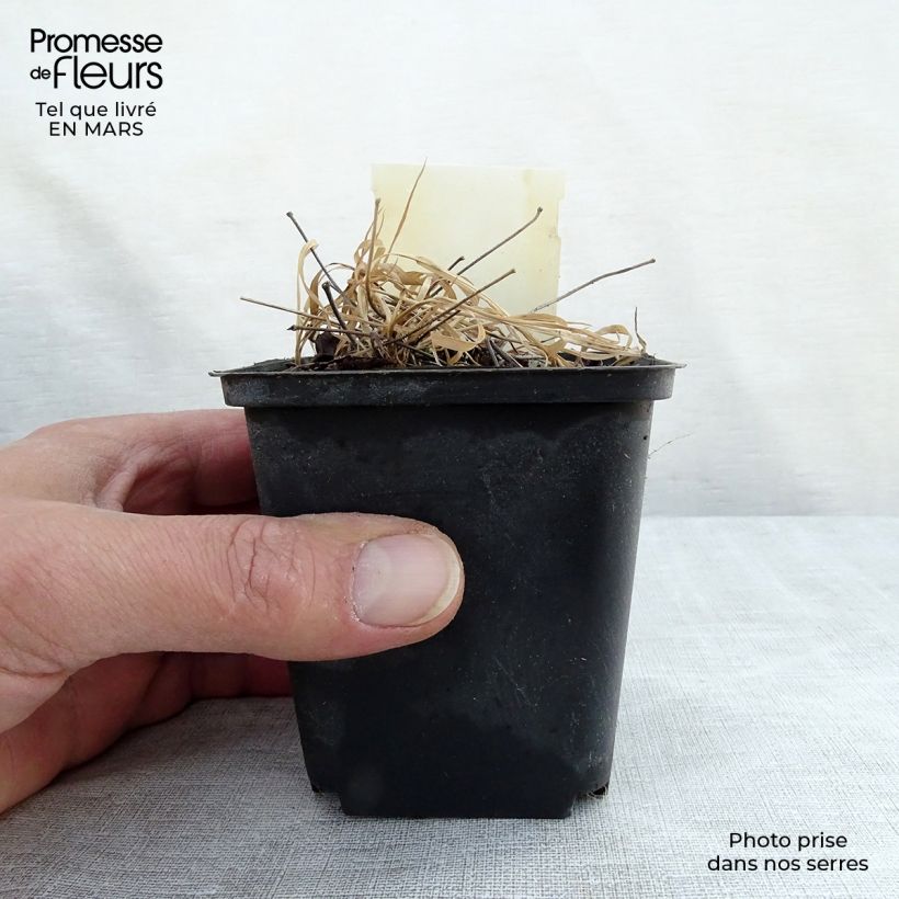 Spécimen de Epimedium rubrum - Fleur des elfes rouge Godet de 8/9 cm tel que livré au printemps