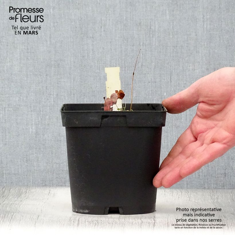 Spécimen de Epimedium rubrum - Fleur des elfes rouge Pot de 2L/3L tel que livré au printemps
