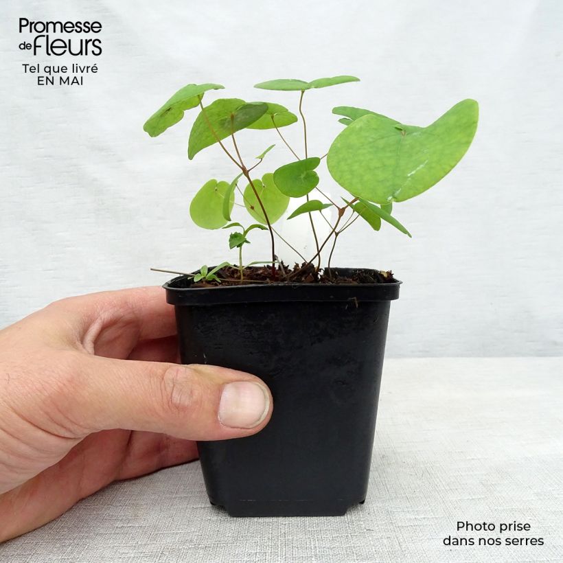 Spécimen de Epimedium rubrum Galadriel - Fleur des Elfes Godet de 8/9 cm tel que livré au printemps