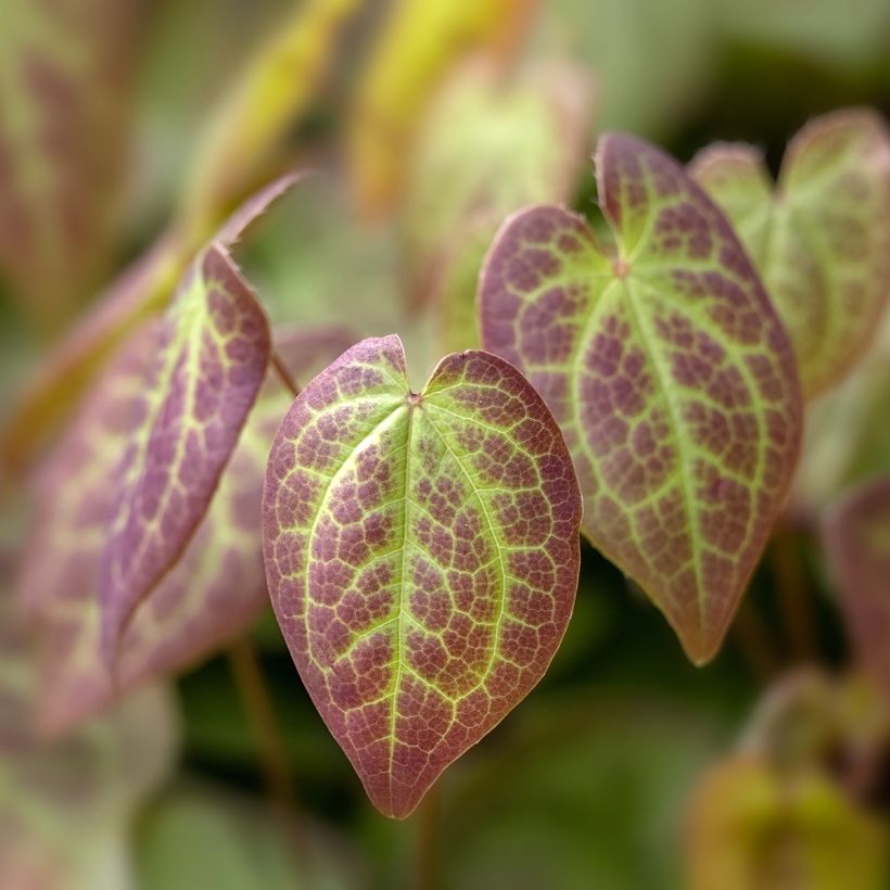 Epimedium x versicolor Sulphureum - Fleur des Elfes (Foliage)