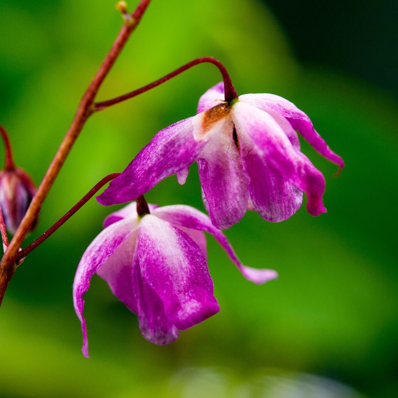 Epimedium youngianum Roseum, Fleur des elfes (Flowering)