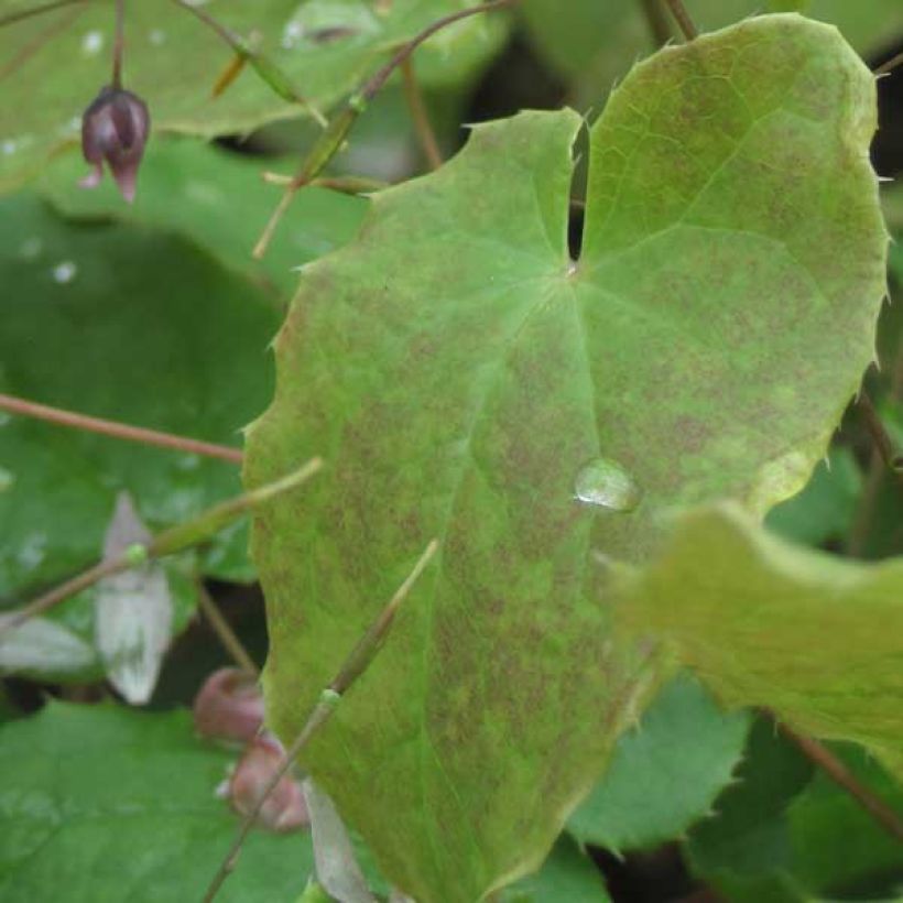 Epimedium hybride Pink Elf - Fleur des Elfes rose (Foliage)