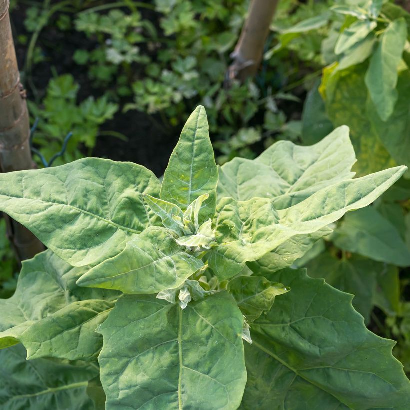 Epinard Géant d'Hiver (Feuillage)