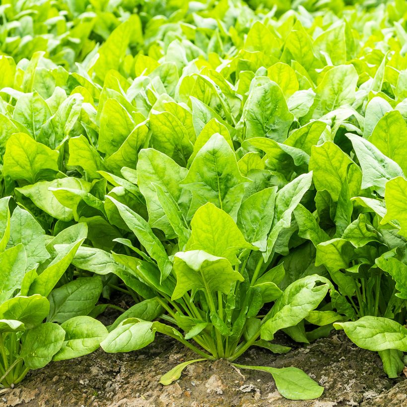 Epinard Perpetual (Port)