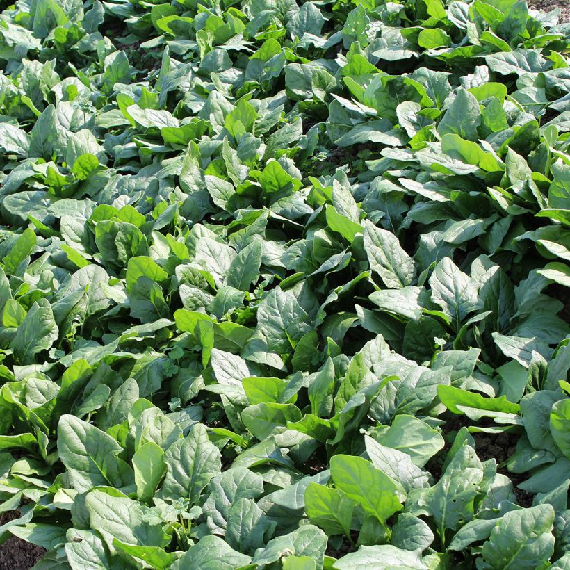 Epinard Picasso F1 (Feuillage)