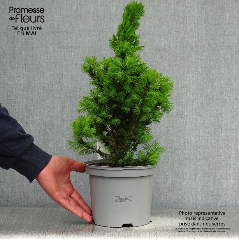 Example of Epinette blanche - Picea glauca Conica Pot de 2L/3L as you get in printemps