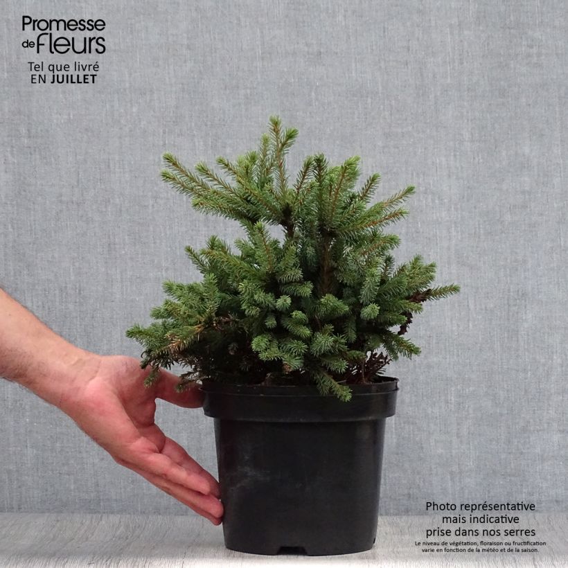 Spécimen de Epinette blanche - Picea glauca Echiniformis                       Pot de 2L/3L tel que livré en été