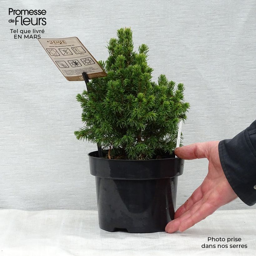 Spécimen de Epinette blanche - Picea glauca Rainbow's End          Pot de 2L/3L tel que livré au printemps