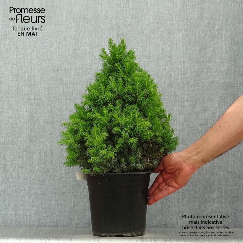 Spécimen de Epinette blanche - Picea glauca Sander's Blue                       Pot de 4L/5L tel que livré au printemps