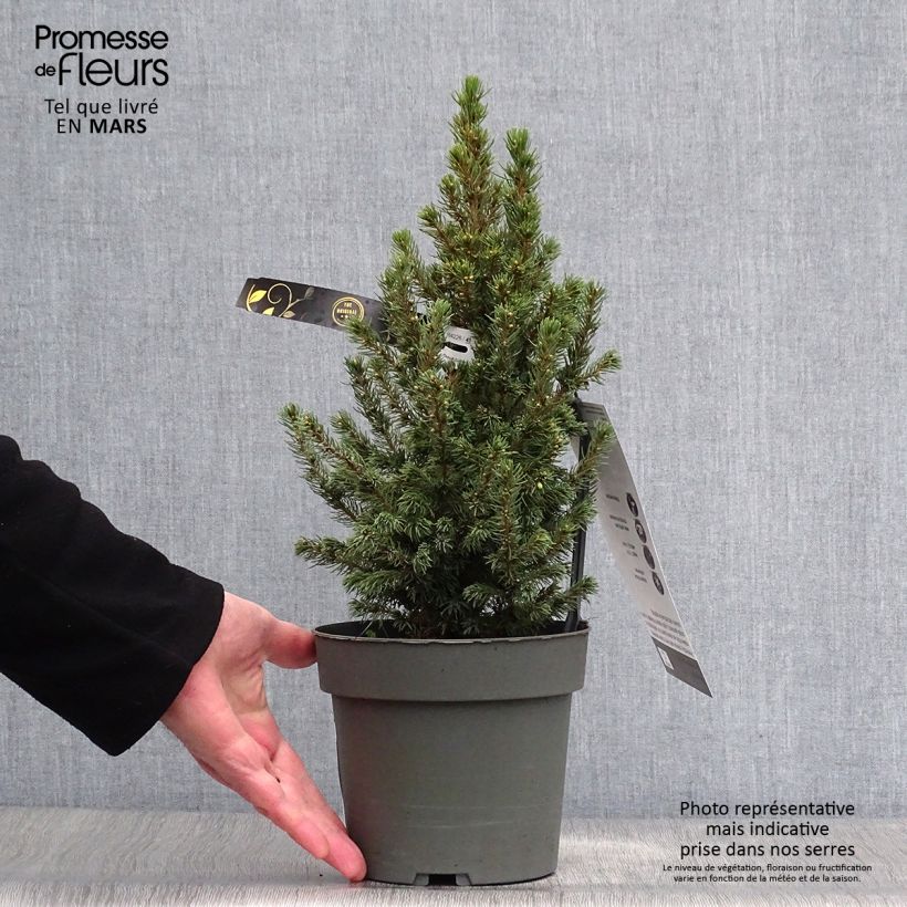 Example of Epinette blanche - Picea glauca Sun on the Sky Pot de 2L/3L as you get in printemps