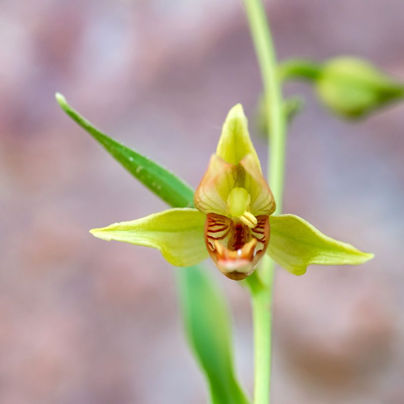 Epipactis gigantea - Helleborine (Floraison)