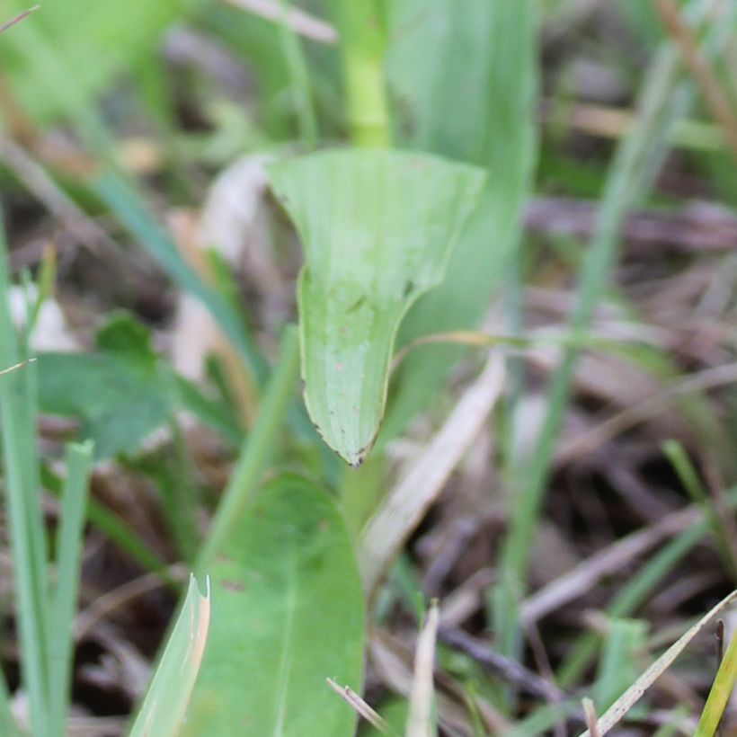 Epipactis palustris, Orchidée des marais  (Foliage)