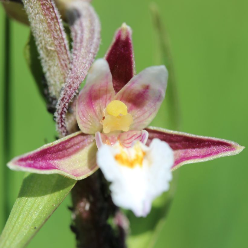 Epipactis palustris, Orchidée des marais  (Flowering)