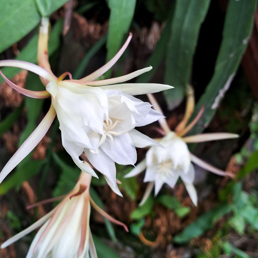 Epiphyllum anguliger - Cactus zig-zag (Floraison)