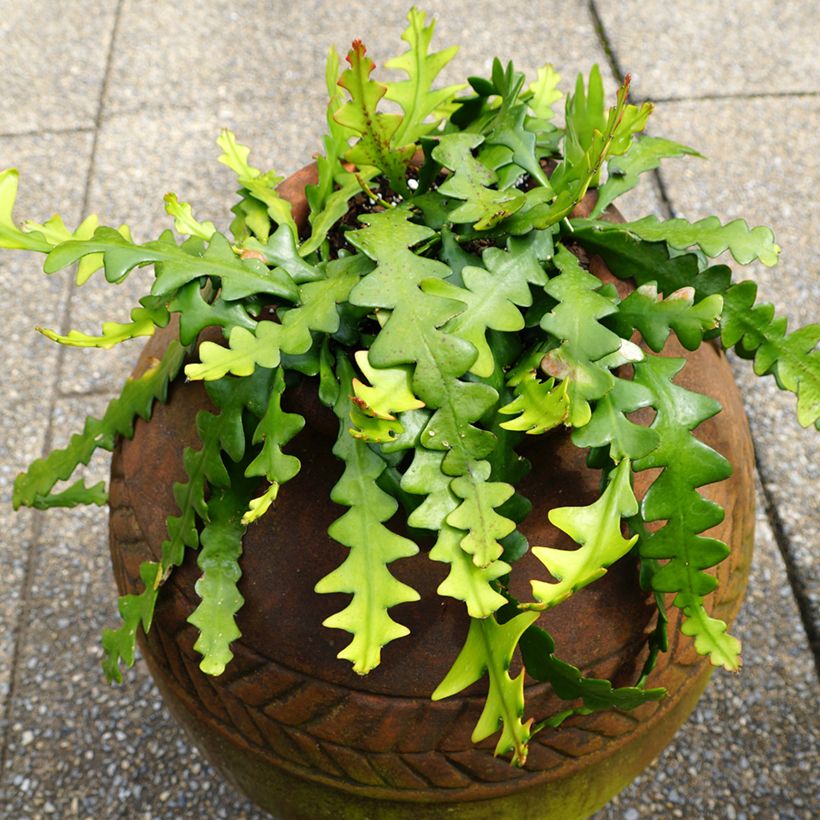 Epiphyllum anguliger - Cactus zig-zag (Port)