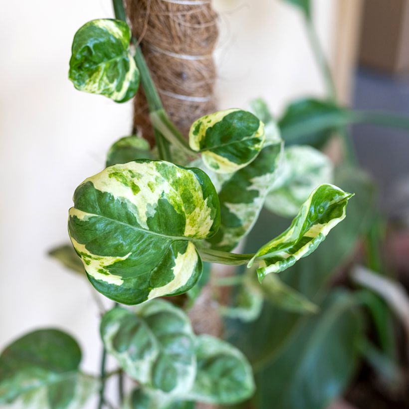 Epipremnum N'joy - Pothos (Feuillage)
