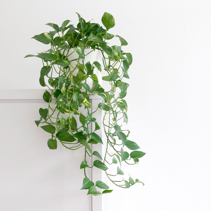 Epipremnum aureum - Pothos (Plant habit)