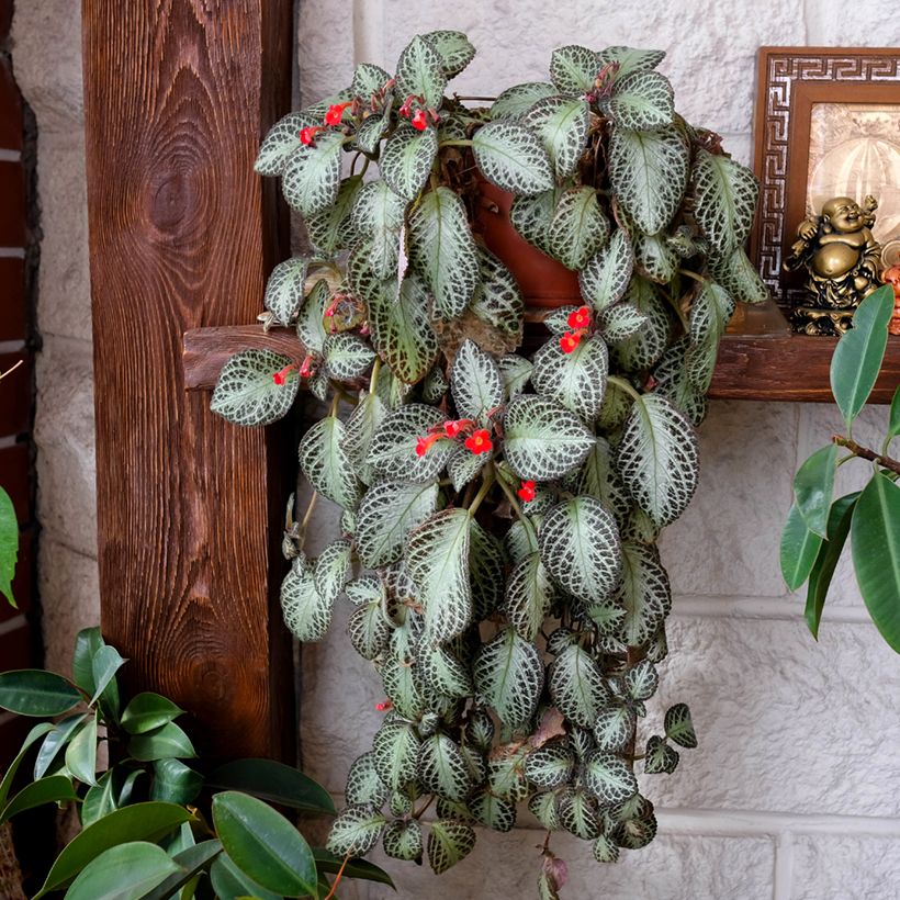 Episcia Silver Shield (Port)