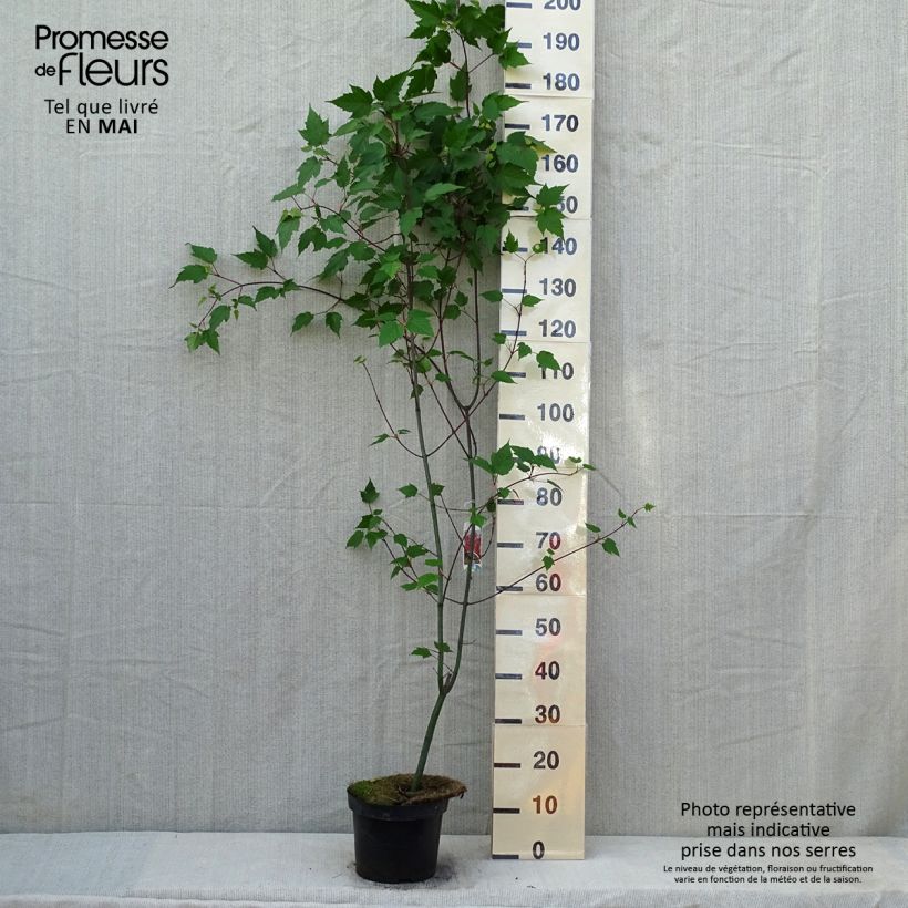 Spécimen de Erable à peau de serpent - Acer capillipes Pot de 7,5L/10L, Baliveau tel que livré au printemps