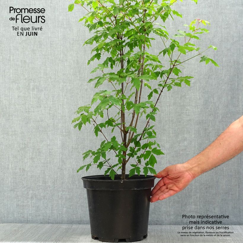 Spécimen de Érable cannelle - Acer griseum Pot de 7,5L/10L tel que livré au printemps