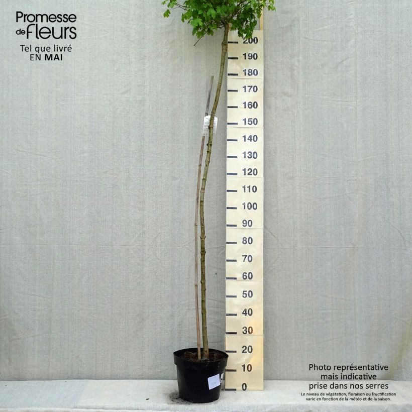 Spécimen de Érable champêtre nain - Acer campestre Nanum Pot de 20L/25L, Tige tel que livré au printemps
