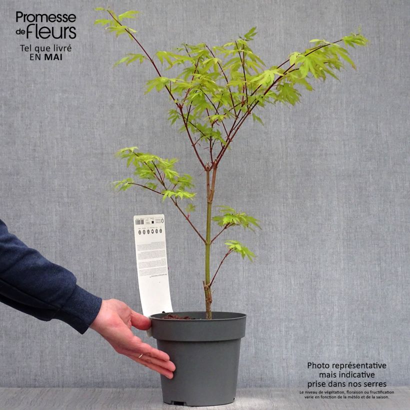 Spécimen de Érable du Japon - Acer palmatum Anne Irene Pot de 2L/3L tel que livré au printemps
