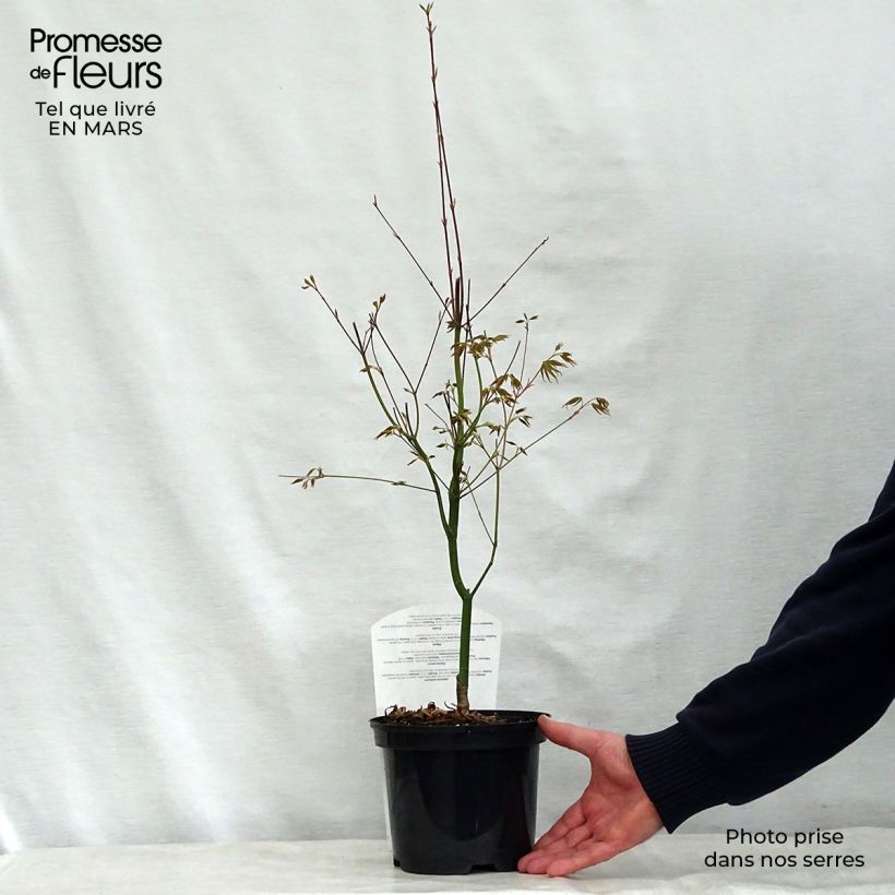 Spécimen de Erable du Japon - Acer palmatum Asahi Zuru Pot de 2L/3L tel que livré au printemps