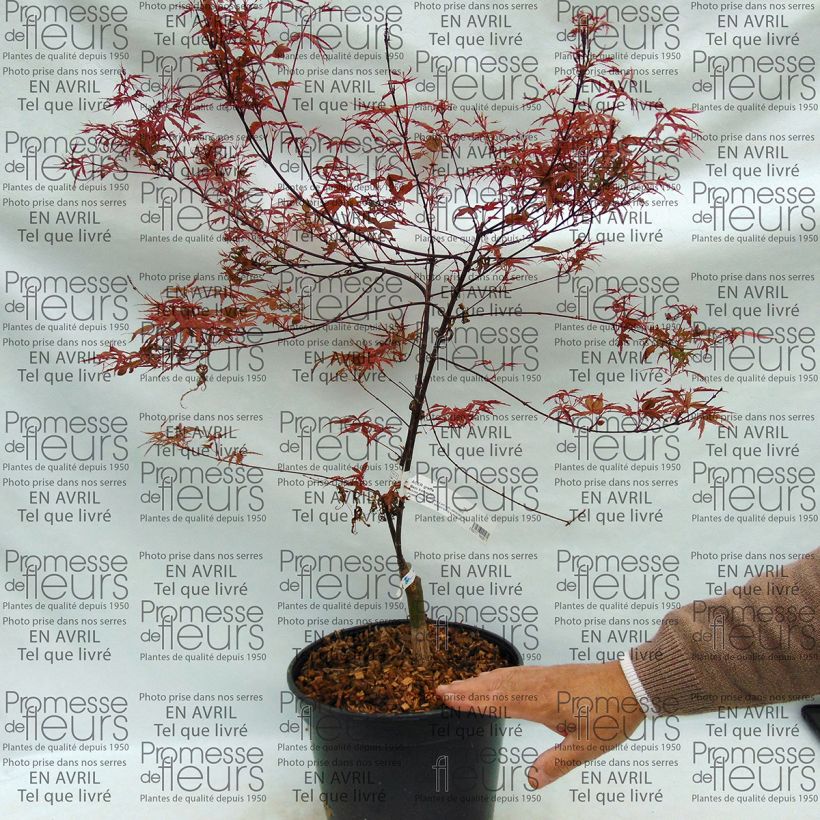 Exemple de spécimen de Erable du Japon - Acer palmatum Beni Komachi Pot de 4L/5L tel que livré