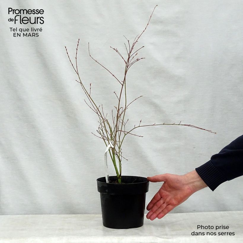 Spécimen de Erable du Japon - Acer palmatum Beni Shichihenge Pot de 3L/4L tel que livré au printemps